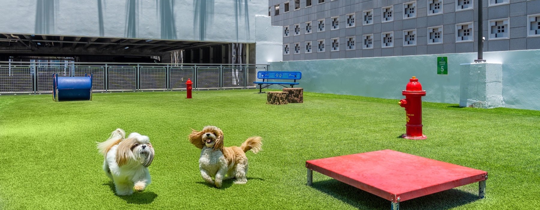 puppies in a fenced-in pet park